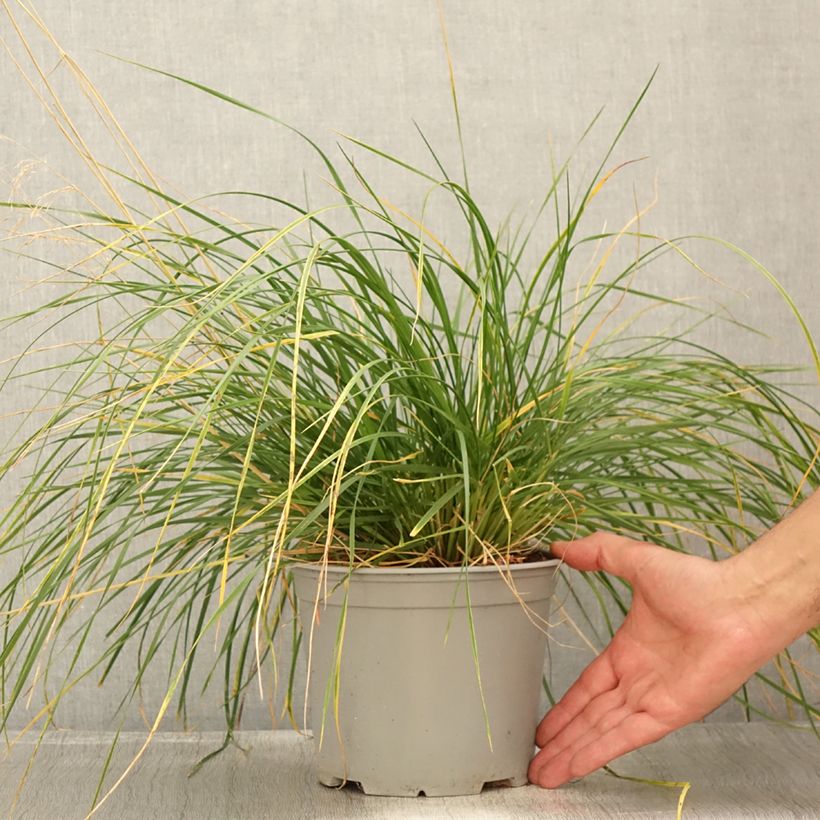 Deschampsia cespitosa Palava - Canche cespiteuse - Pot de 3L/4L sample as delivered in summer