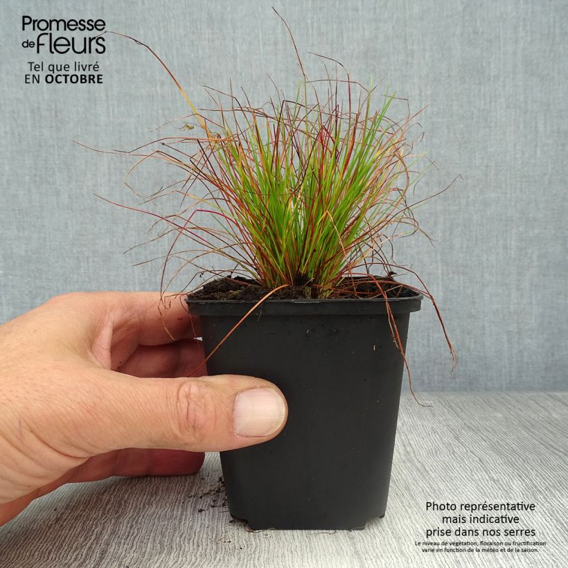 Deschampsia flexuosa - Canche flexible, flexueuse Godet de 9cm sample as delivered in autumn