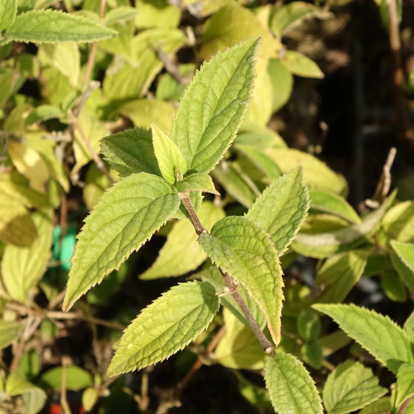 Deutzia Mont Rose (Foliage)