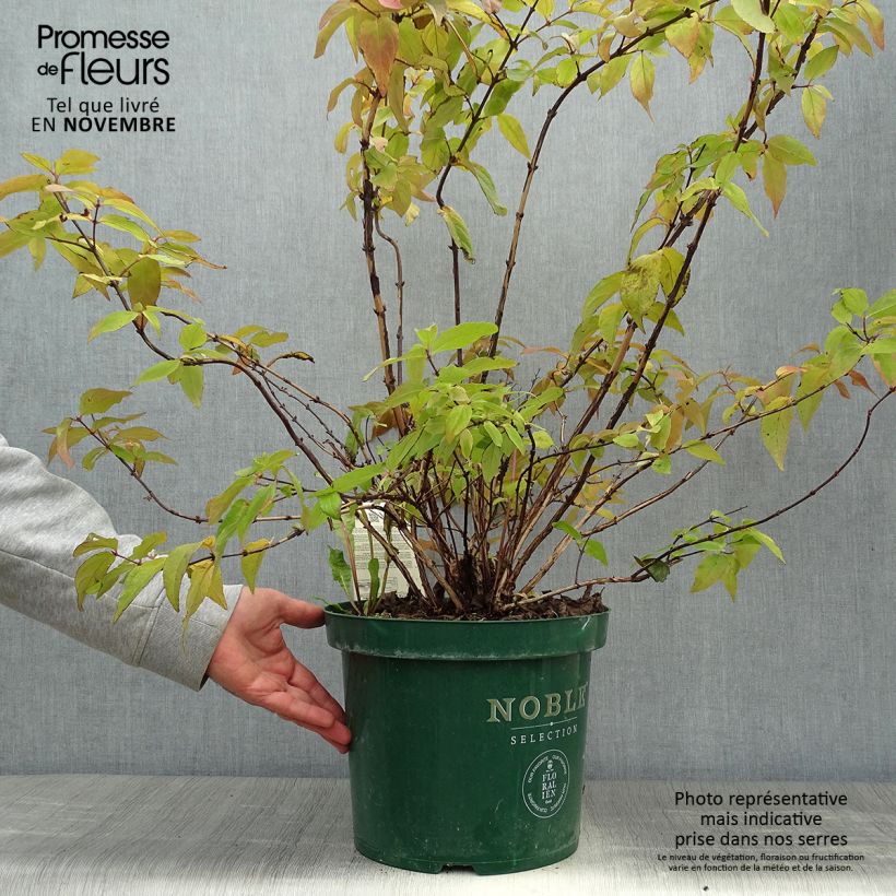 Deutzia hybride Raspberry Sundae - Deutzie en pot de 7,5l/10l sample as delivered in autumn