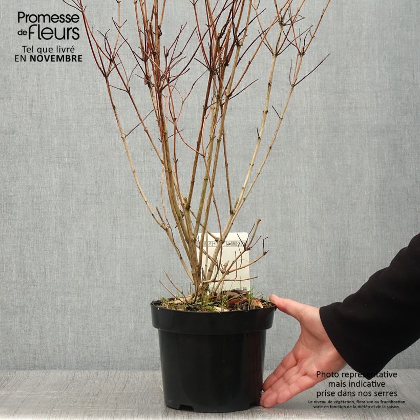 Deutzia pulchra Pot de 2L/3L sample as delivered in autumn