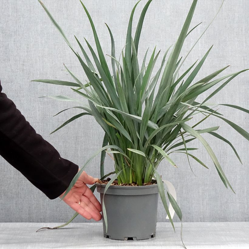 Dianella caerulea Cassa Blue - Blue Flax Lily 2L/3L potShipped height around 20/30cm sample as delivered in winter