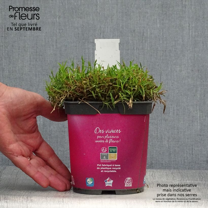 Dianthus gratianopolitanus Kahori - Œillet de pentecôte en pot de 2 litres sample as delivered in autumn