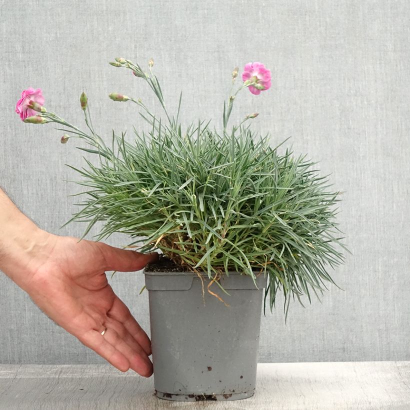 Dianthus plumarius Moulin Rouge (Pink Bicolour) - Oeillet mignardise Pot de 2L/3L sample as delivered in autumn