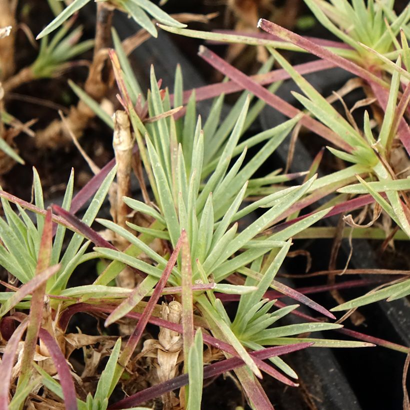 Dianthus plumarius Scent First Iced Gem (Foliage)