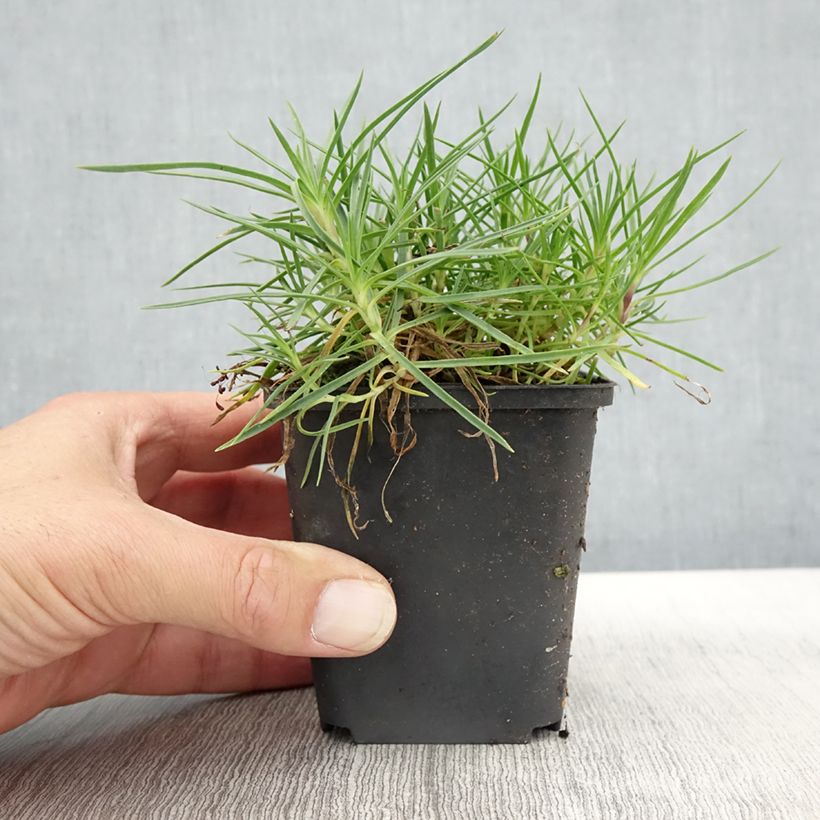 Dianthus spiculifolius, Oeillet Godet de 8/9 cm sample as delivered in autumn