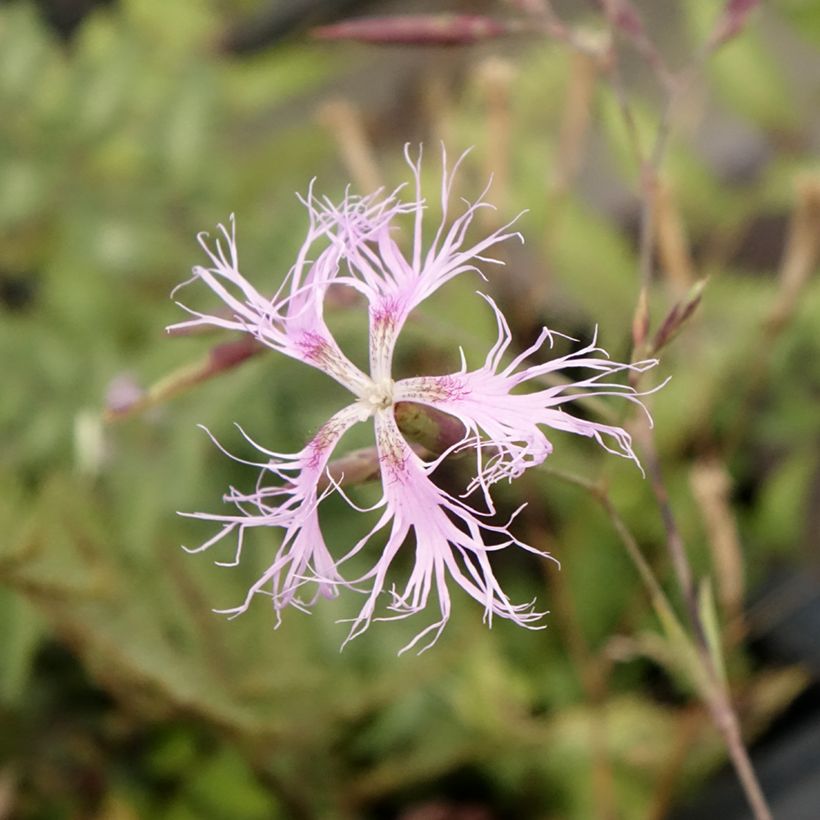 Dianthus superbus (Flowering)