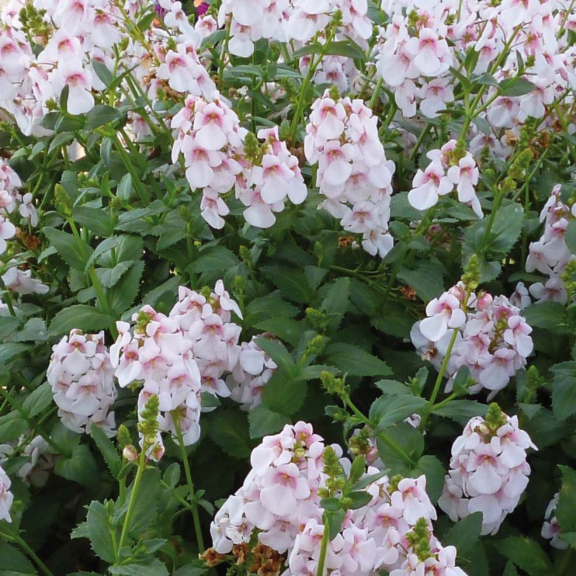 Diascia Sundascia Upright Sakura Pink - White Diascia with pink heart (Flowering)