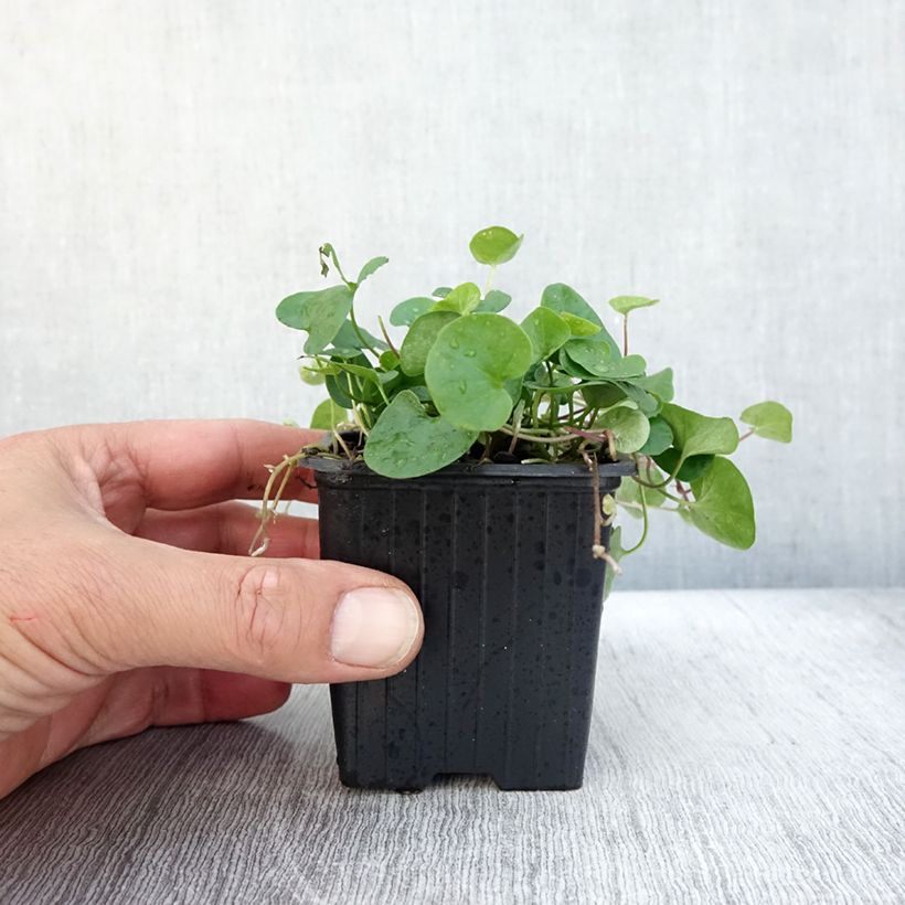 Dichondra repens - Dichondra rampant Godet de 8 cm sample as delivered in autumn