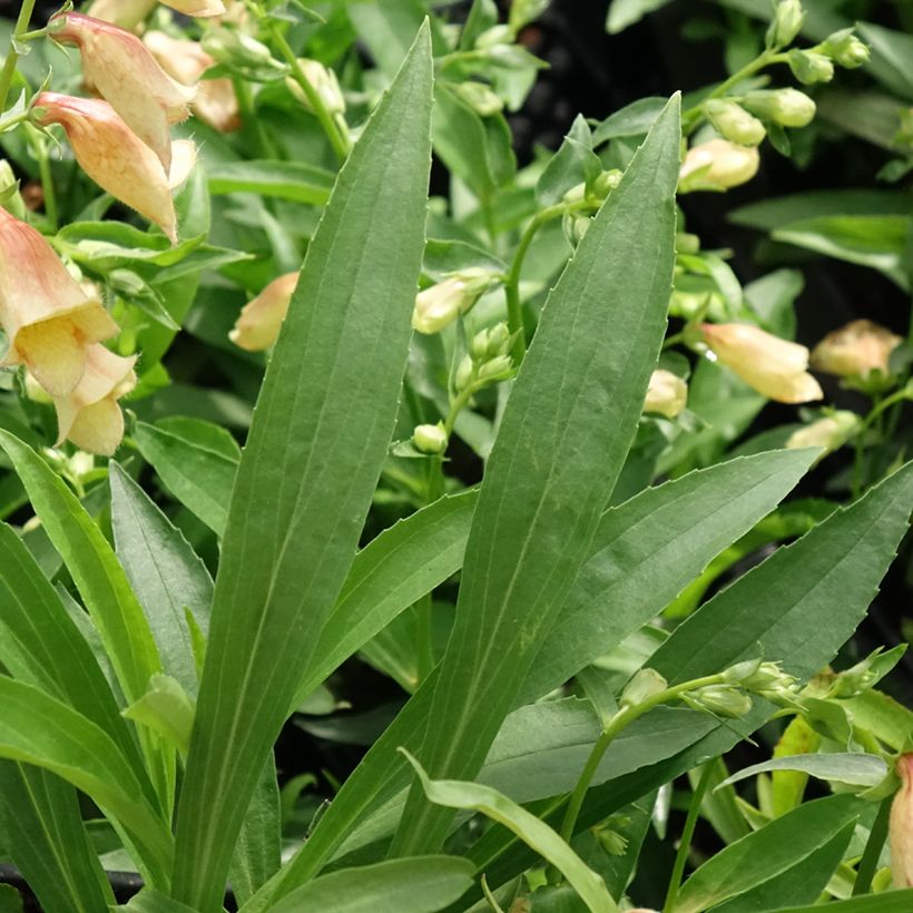 Digitalis Goldcrest - Foxglove (Foliage)