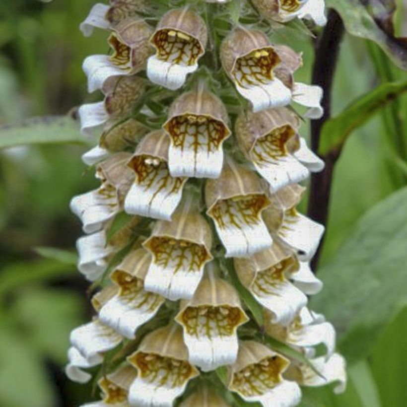 Digitalis lanata Café Crème - Foxglove (Flowering)