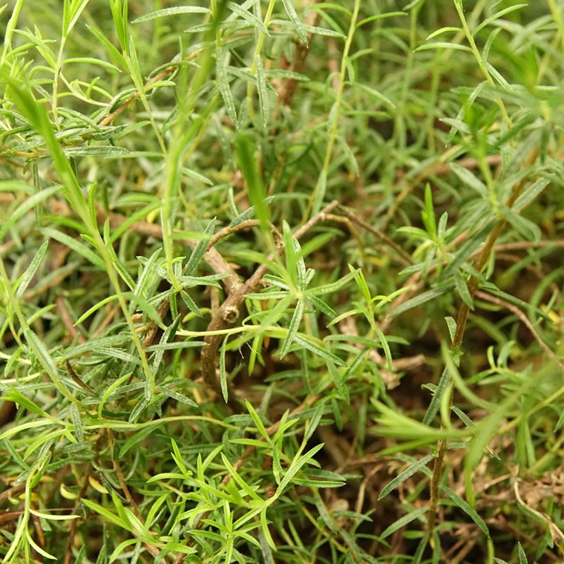 Diosma hirsuta Pink Diamond (Foliage)