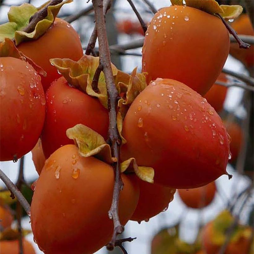 Diospyros kaki Sharon - Persimmon (Harvest)