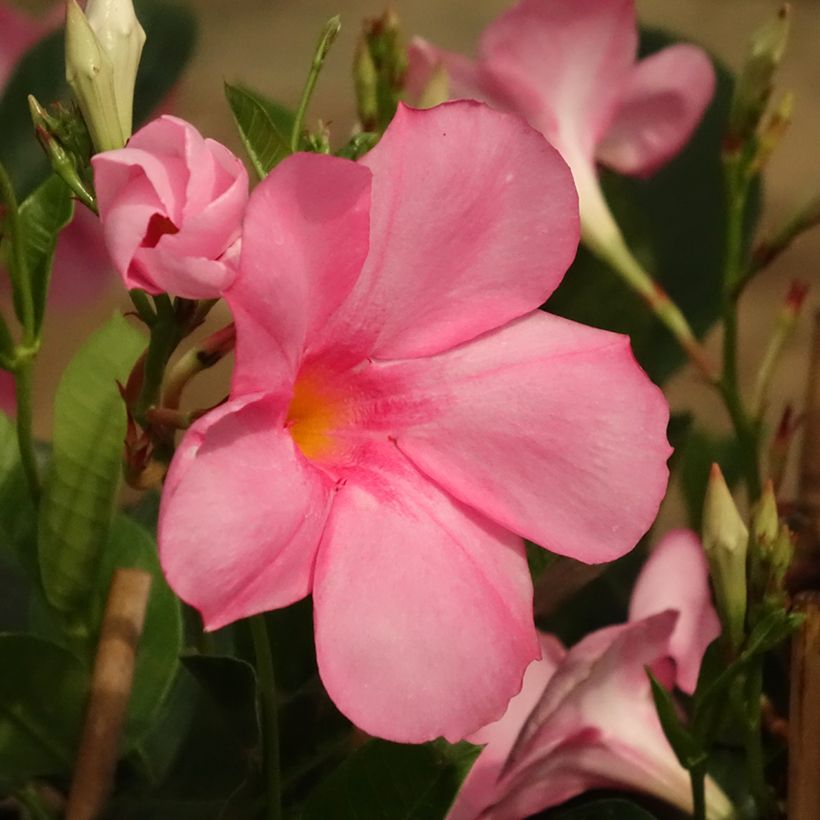 Mandevilla Diamantina Agate Mini Strawberry Red (Flowering)