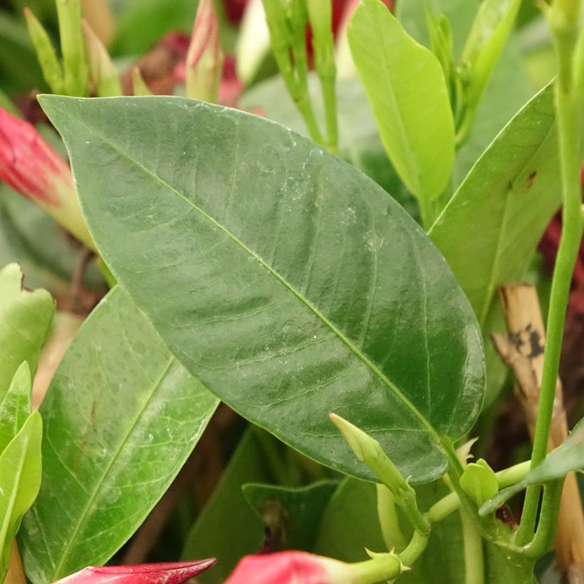 Dipladenia Diamantina Jade Red - Rocktrumpet (Foliage)