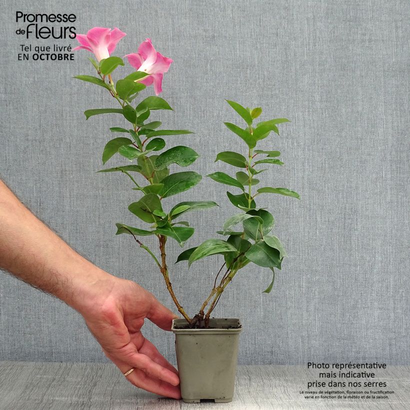 Dipladenia Diamantina Jade Rose Pot de 2L/3L sample as delivered in autumn