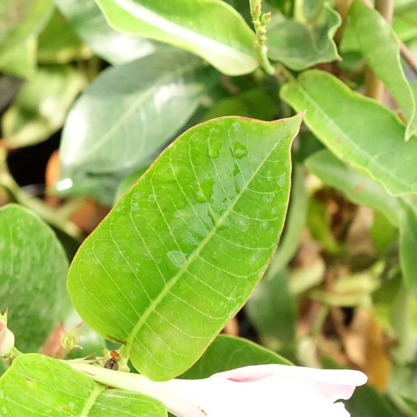 Dipladenia x sanderi Diamantina Jade Rose - Rocktrumpet (Foliage)