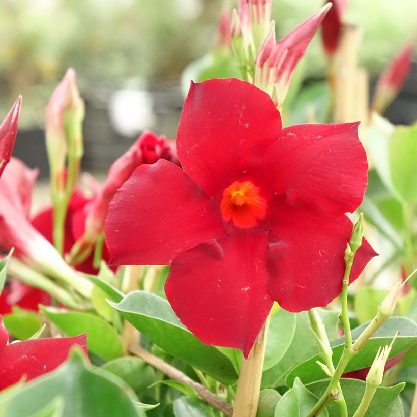 Mandevilla sanderi Diamantina Jade XXL Red (Flowering)