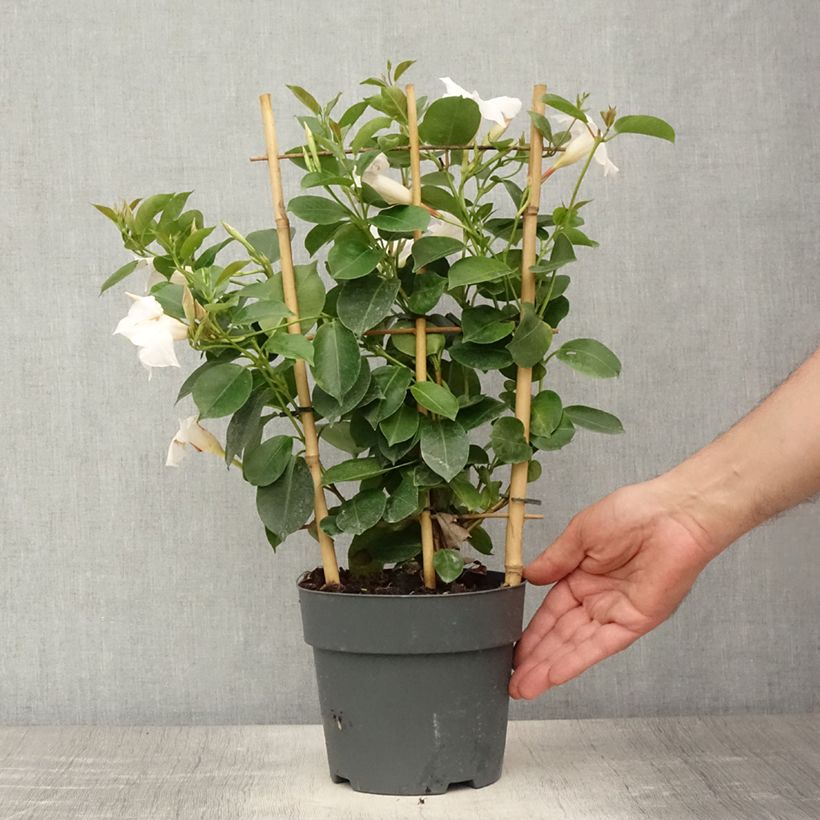 Mandevilla sanderi Diamantina Jade XXL White 1.5L/2L pot sample as delivered in summer