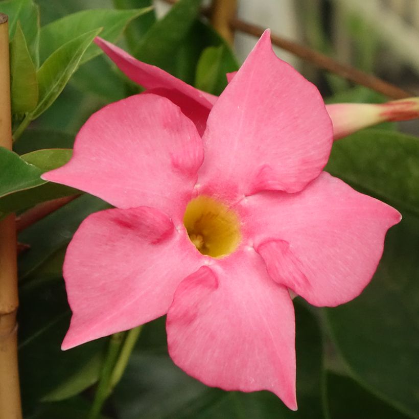 Mandevilla sanderi Diamantina Fuchsia Intense (Flowering)