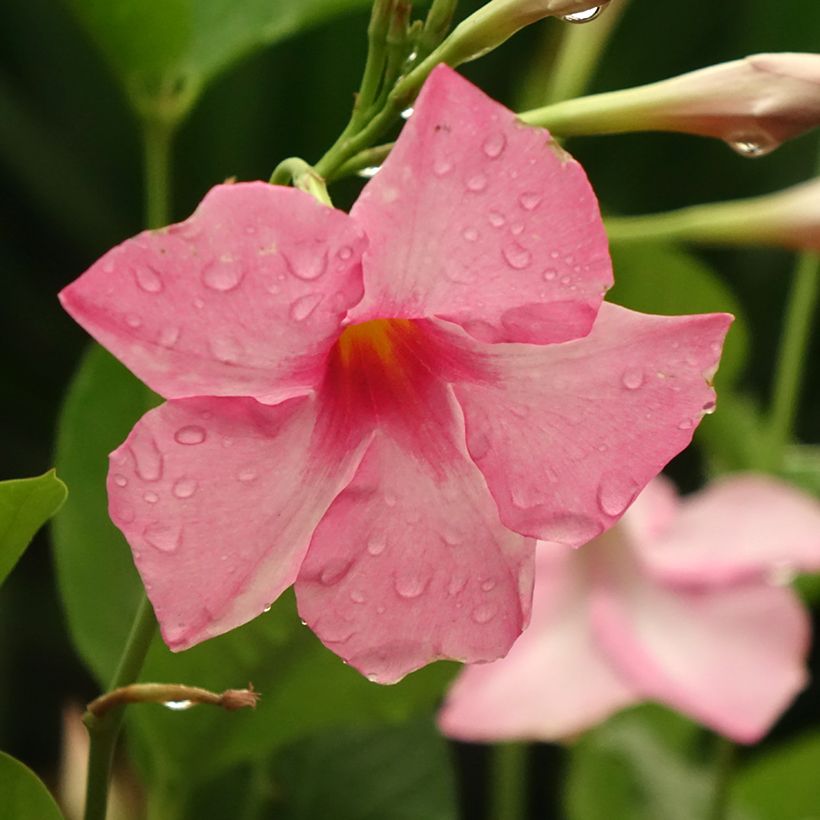 Mandevilla sanderi Diamantina Tourmaline Pink (Flowering)