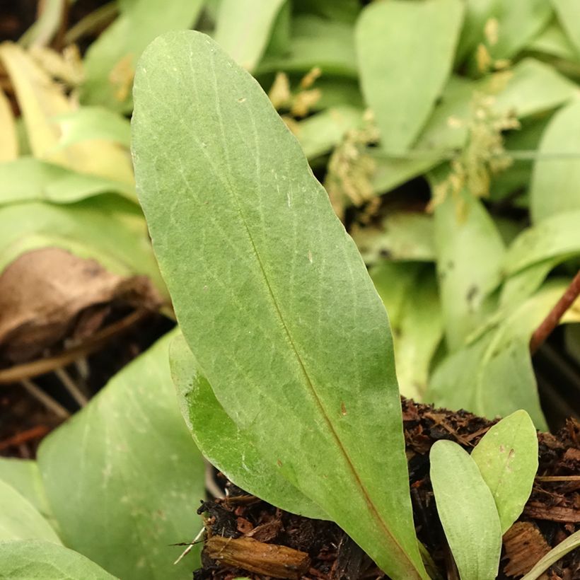 Dodecatheon meadia Queen Victoria (Foliage)