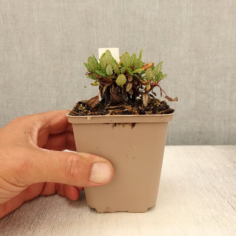 Dryas suendermannii - Dryade Godet de 9cm sample as delivered in summer