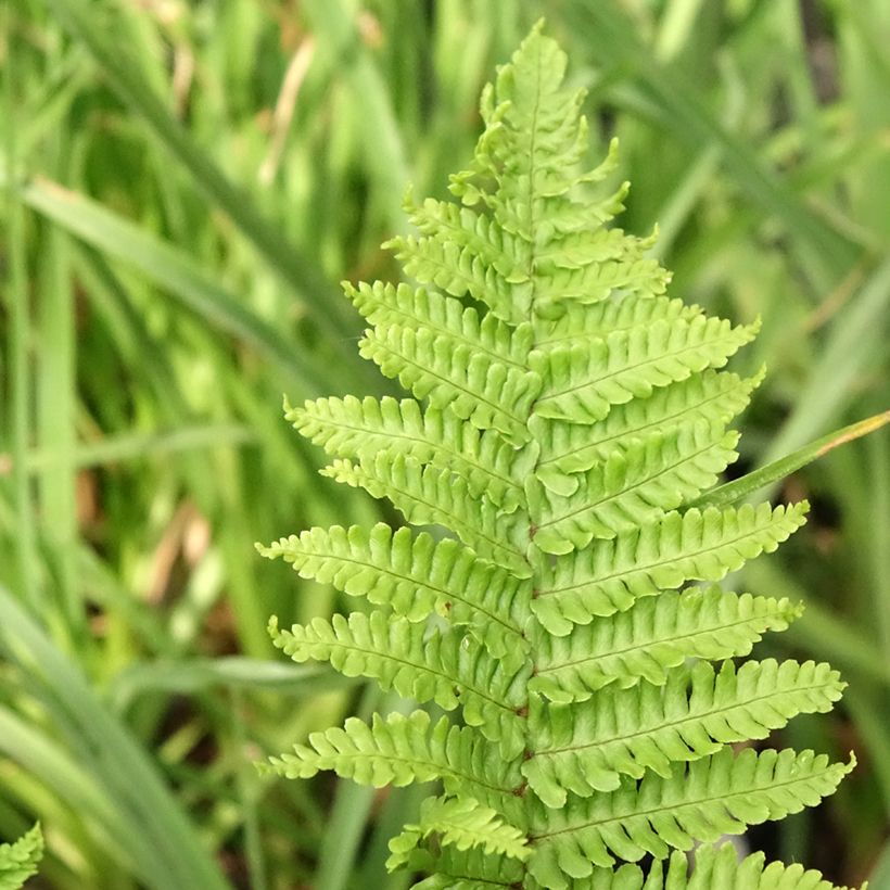 Dryopteris affinis Crispa - Scaly Male Fern (Foliage)