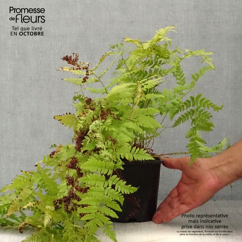 Dryopteris carthusiana - Fougère ou Dryoptéride des chartreux - Pot de 2L/3L sample as delivered in autumn