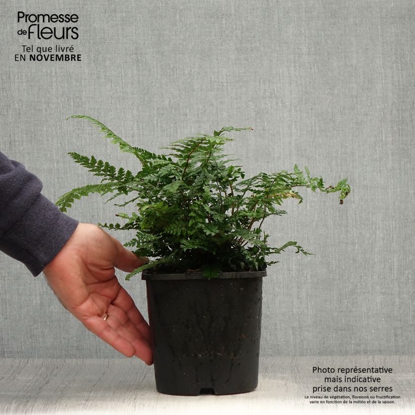 Dryopteris championii - Fougère persistante Pot de 2L/3L sample as delivered in autumn