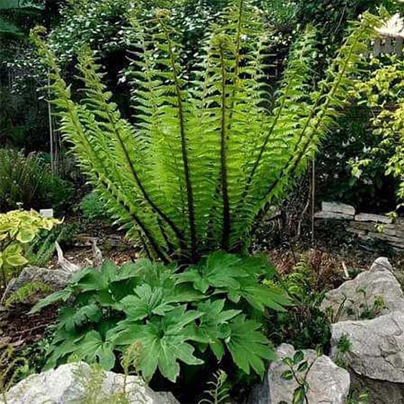 Dryopteris crassirhizoma - Thick-stemmed wood Fern (Plant habit)