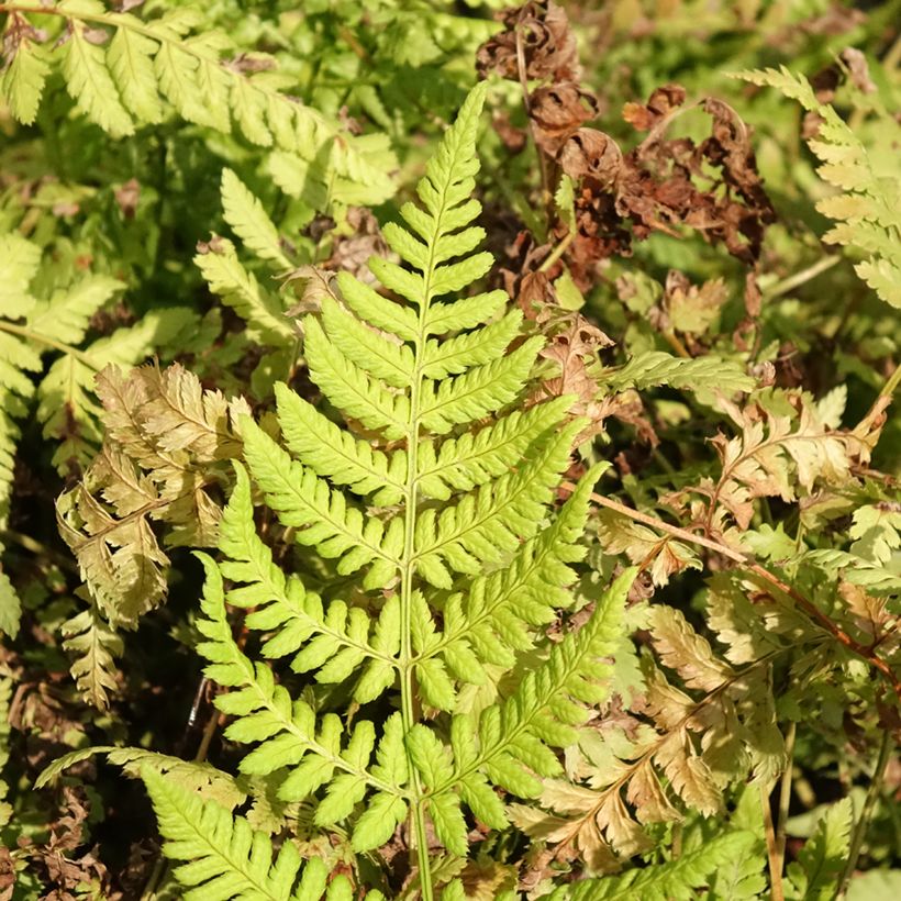 Dryopteris dilatata Crispa Whiteside - Broad Buckler Fern (Foliage)