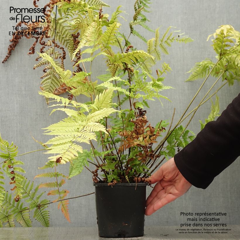 Dryopteris lepidopoda - Fougère Pot de 2L sample as delivered in winter