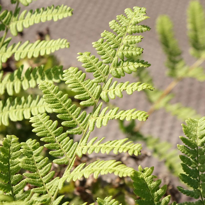 Dryopteris stewartii - Wood Fern (Foliage)