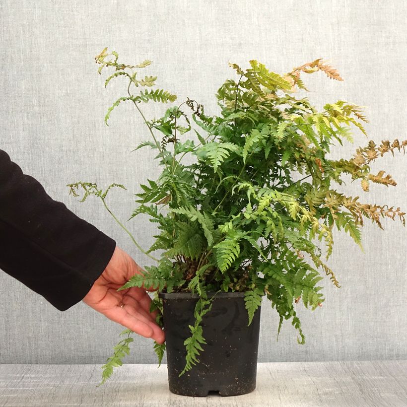 Dryopteris stewartii - Wood Fern 2L/3L pot sample as delivered in spring