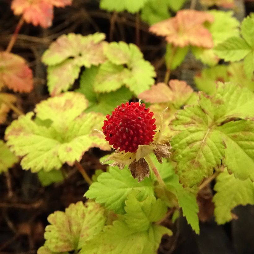 Duchesnea indica (Flowering)