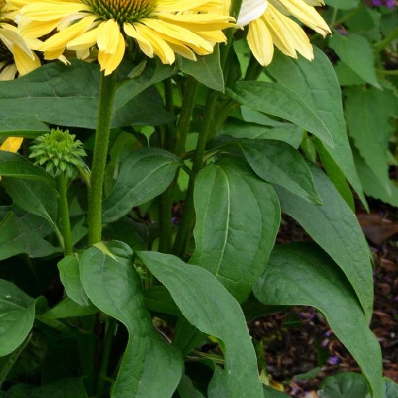 Echinacea purpurea Chiquita - Purple Coneflower (Foliage)