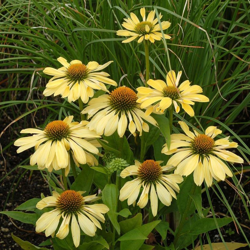 Echinacea purpurea Chiquita - Purple Coneflower (Flowering)