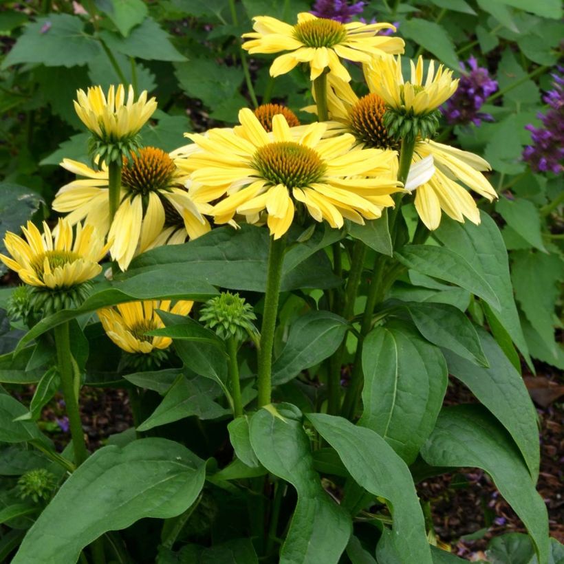 Echinacea purpurea Chiquita - Purple Coneflower (Plant habit)