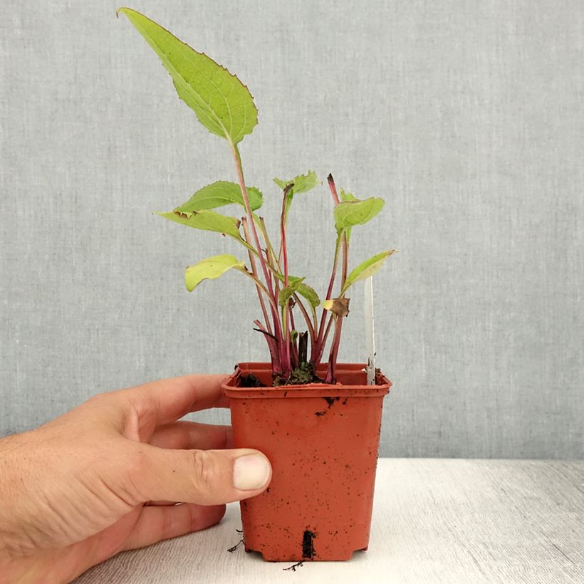 Echinacea purpurea Green Twister - Purple Coneflower 8/9 cm pot sample as delivered in summer