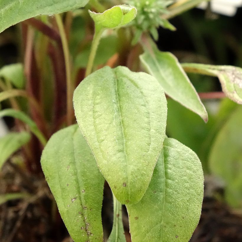 Echinacea Julia - Purple Coneflower (Foliage)