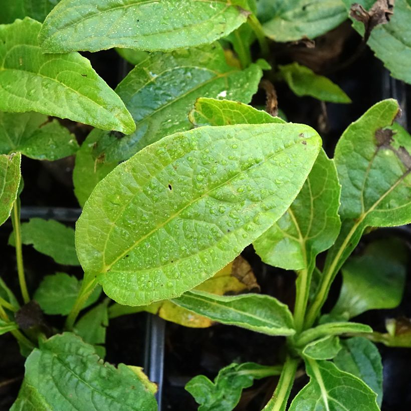 Echinacea purpurea Mellow Yellow (Foliage)