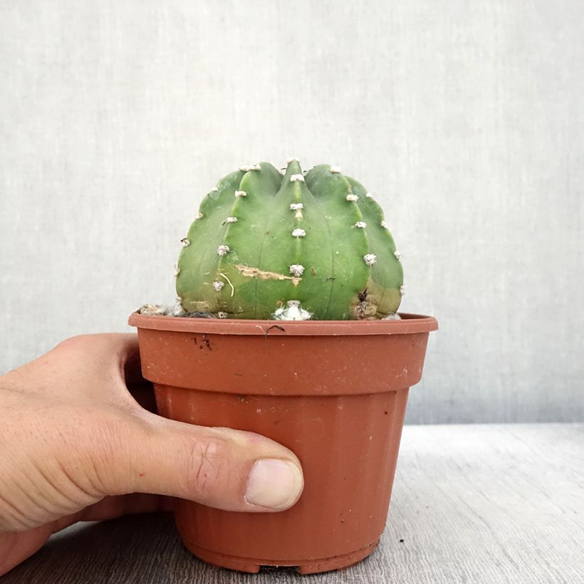 Echinopsis subdenudata Pot de 13 cm sample as delivered in autumn