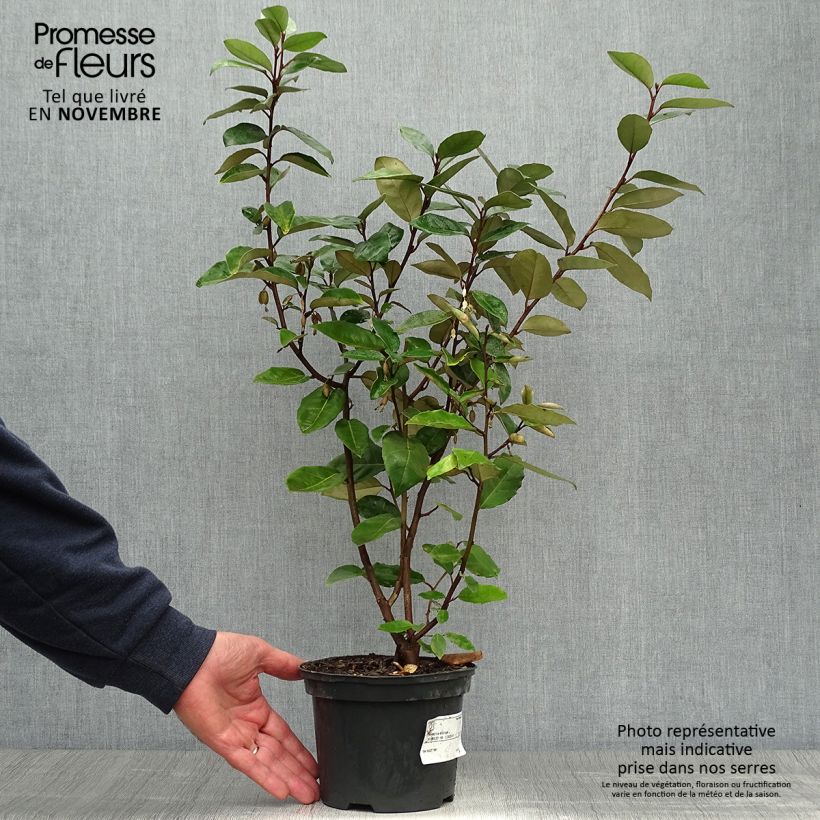 Elaeagnus ebbingei - Chalef de Ebbing 30/40cm en pot de 3L/4L sample as delivered in autumn