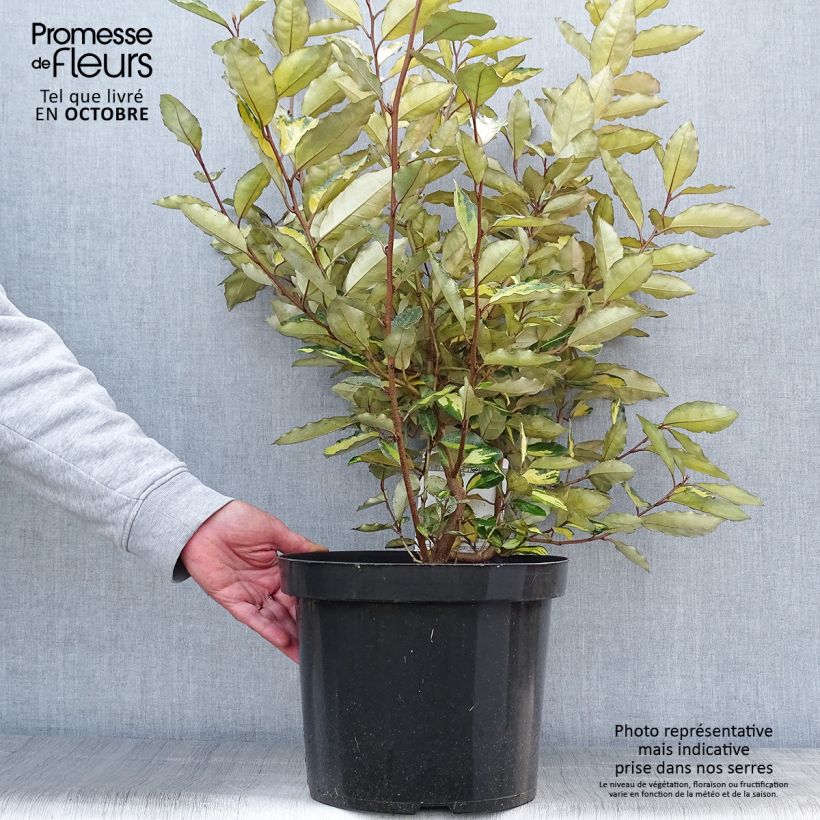 Elaeagnus ebbingei Eleador - Chalef en pot de 7,5L/10L sample as delivered in autumn