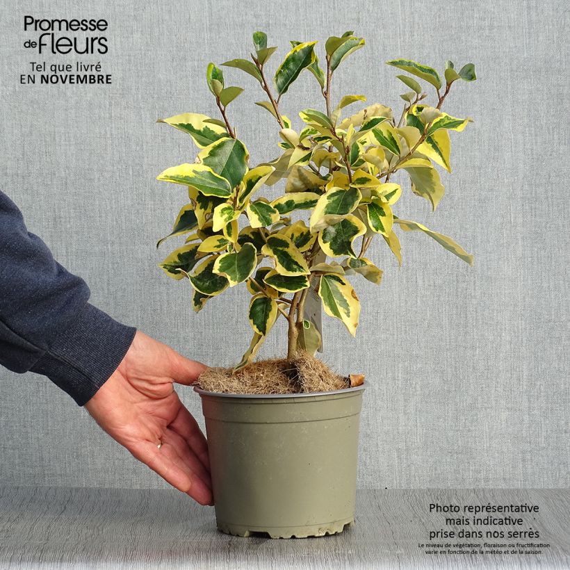 Elaeagnus ebbingei Gilt Edge - Chalef en pot de 2L/3L sample as delivered in autumn