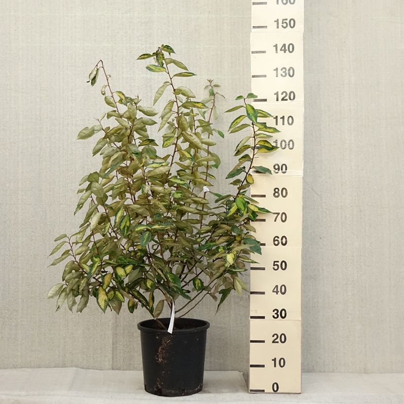 Elaeagnus ebbingei Limelight ou Chalef en pot de 10L 80/+ cm sample as delivered in autumn