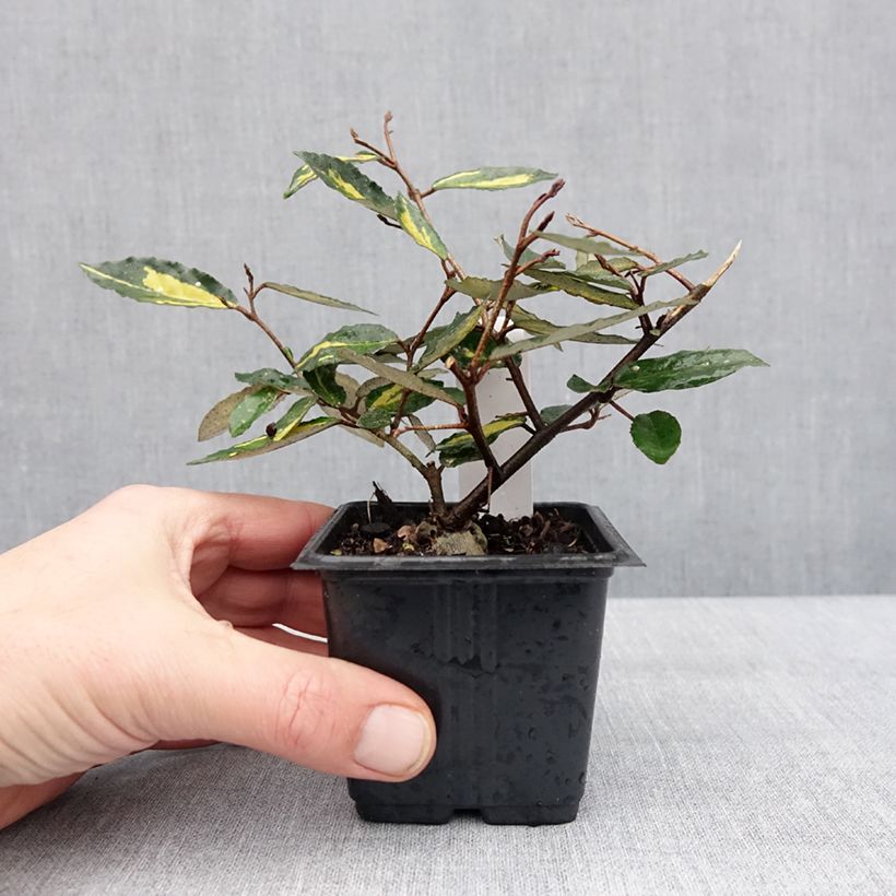 Elaeagnus pungens Variegata 8/9 cm potShipped height around 10/15cm sample as delivered in winter