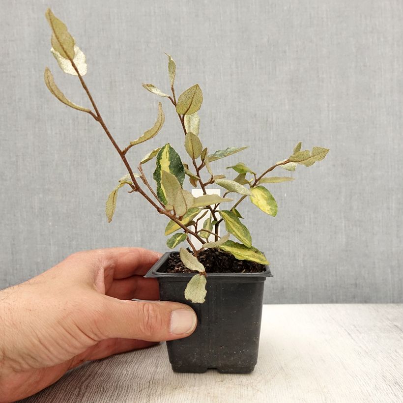 Elaeagnus pungens Maculata en godet de 9cm - Chalef panaché sample as delivered in spring