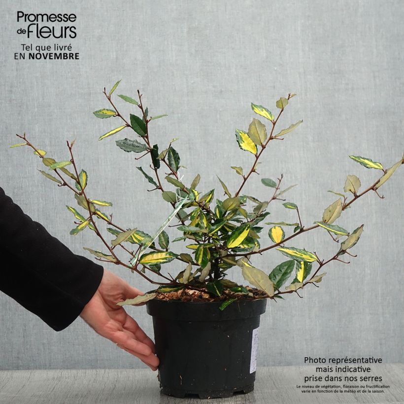 Elaeagnus pungens Maculata en pot de 2L/3L - Chalef panaché sample as delivered in autumn